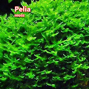 Pelia moss